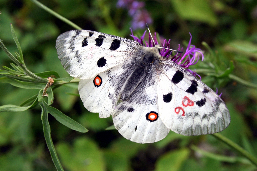 30 lat badań nad niepylakiem apollo