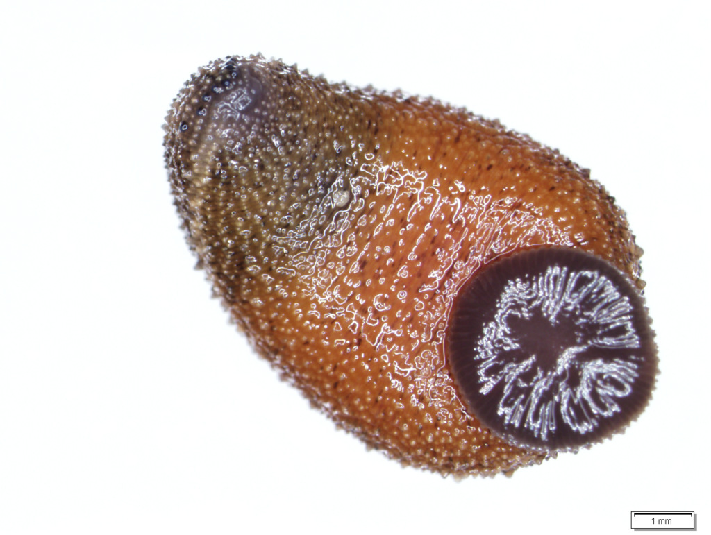 h. japonica brzuch 1