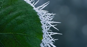 rose-leaf-g80683f84d_1280