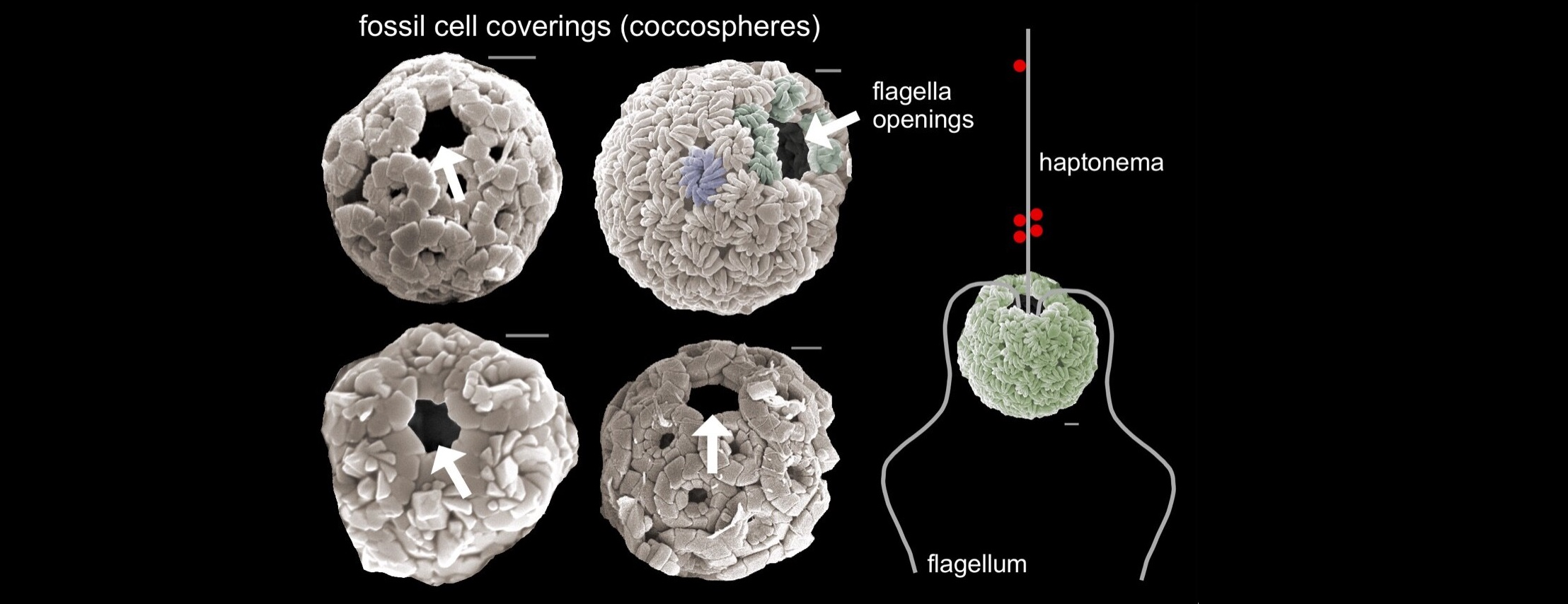 Glony, które przetrwały uderzenie planetoidy