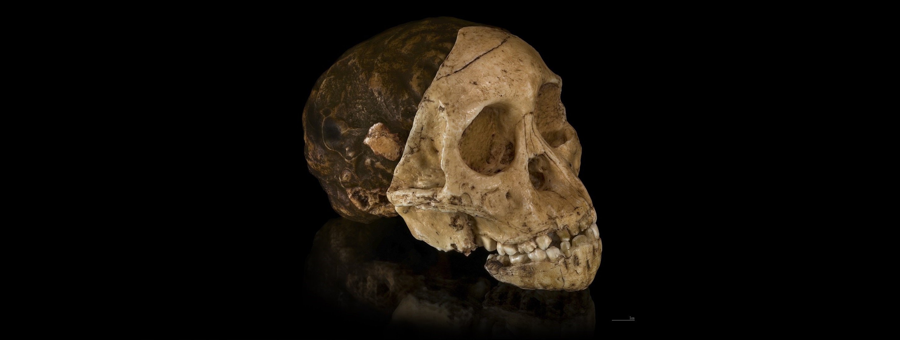 Nowe daty w sprawie australopiteka