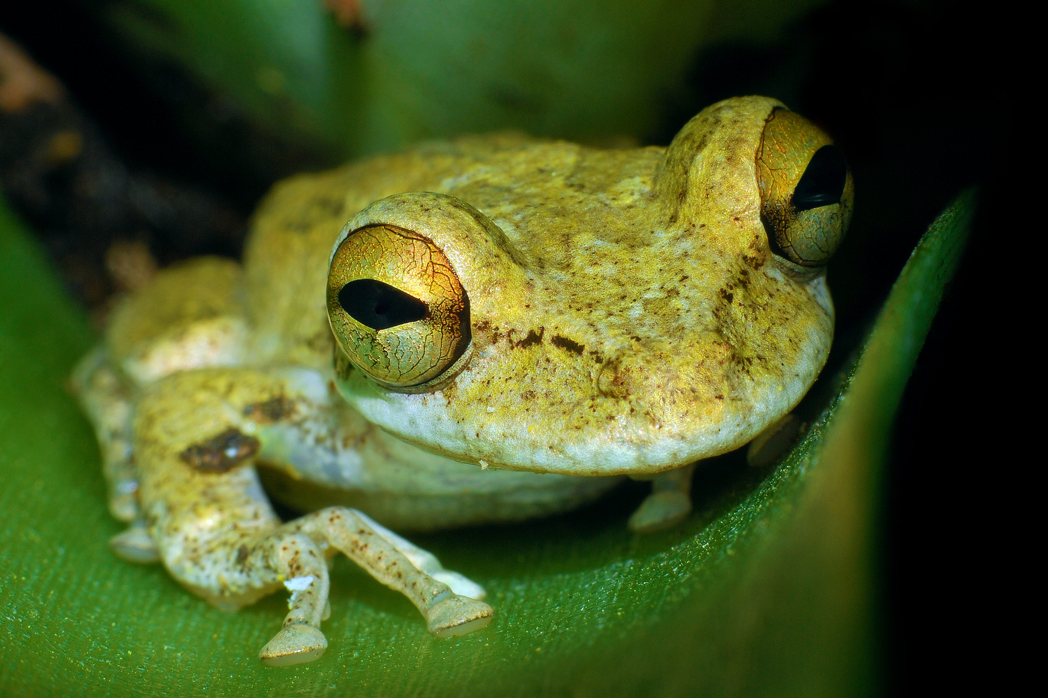 Tropikalne gatunki przesuwają się na północ (USA)