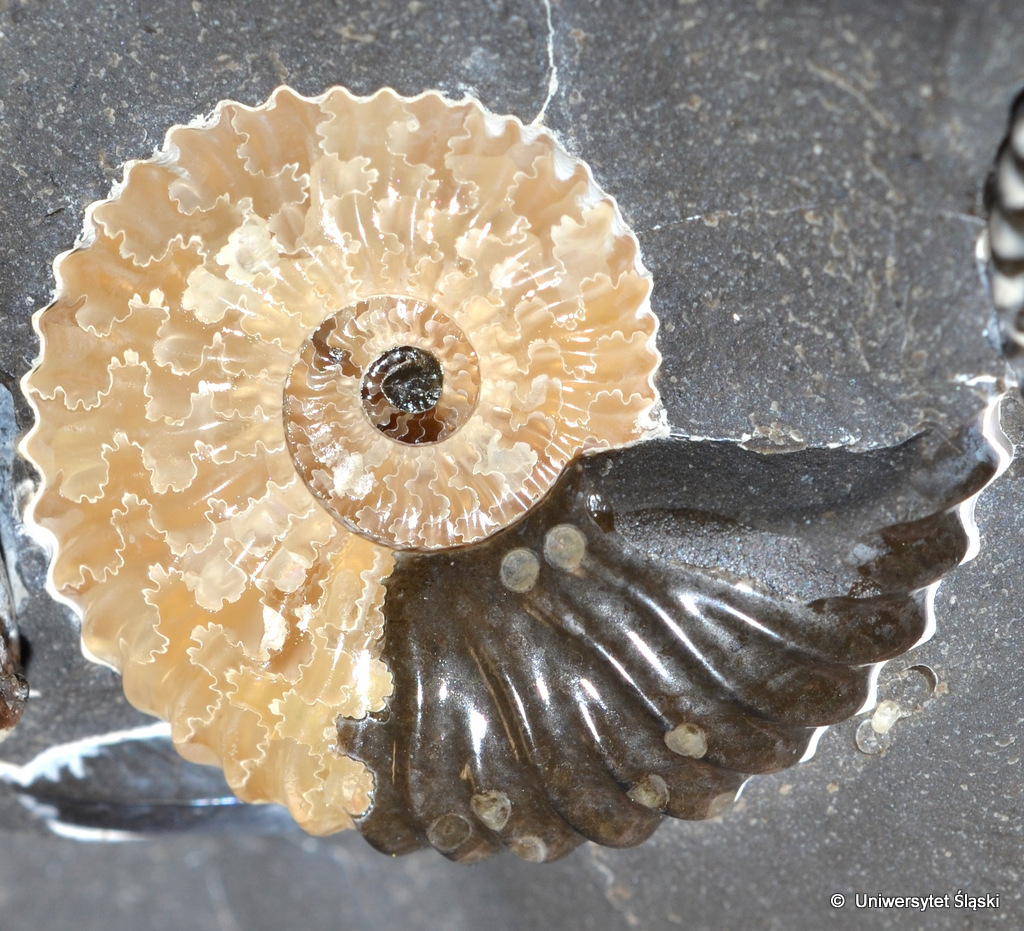 Zawód - paleontolog