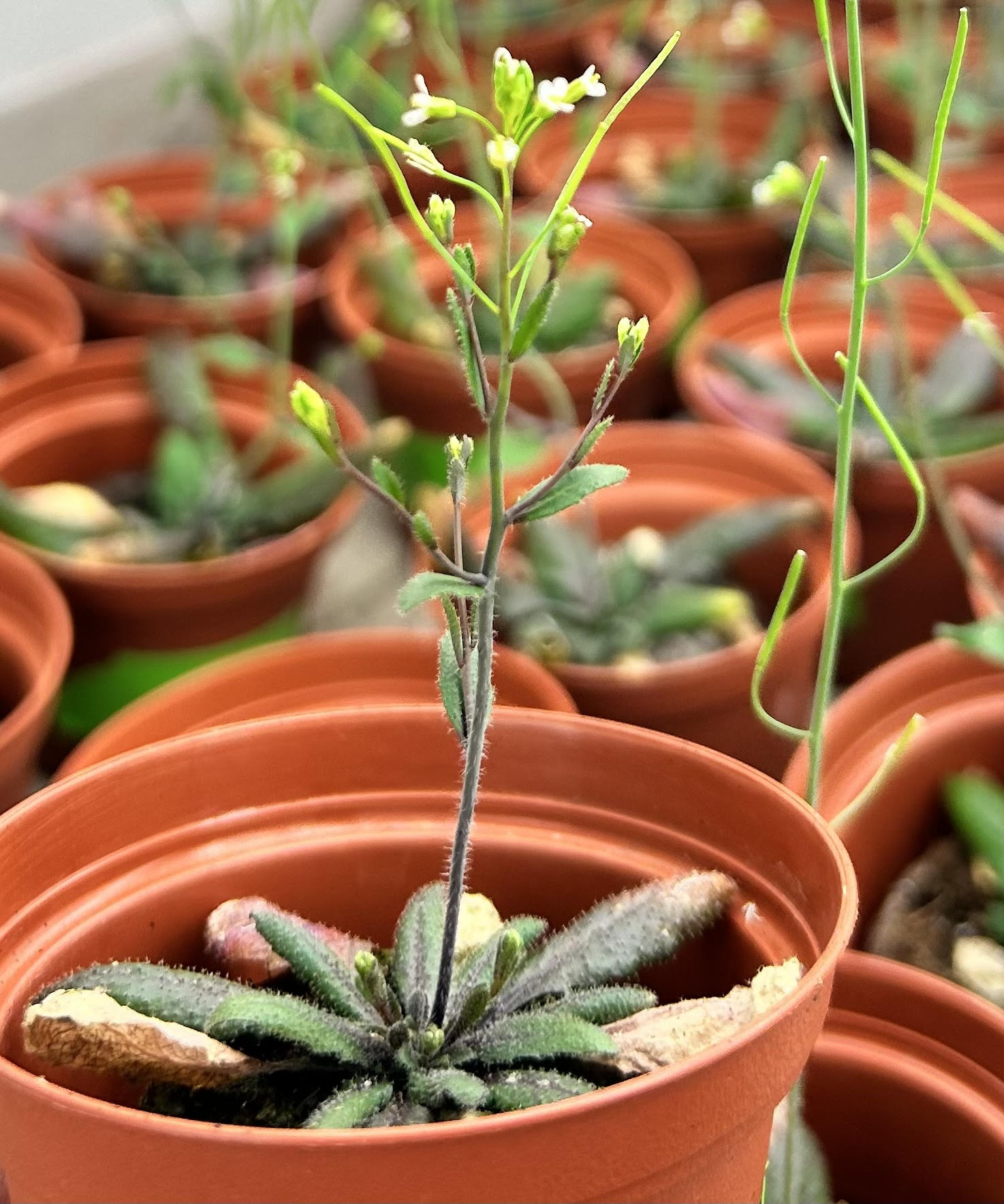 Mała roślina, duże możliwości