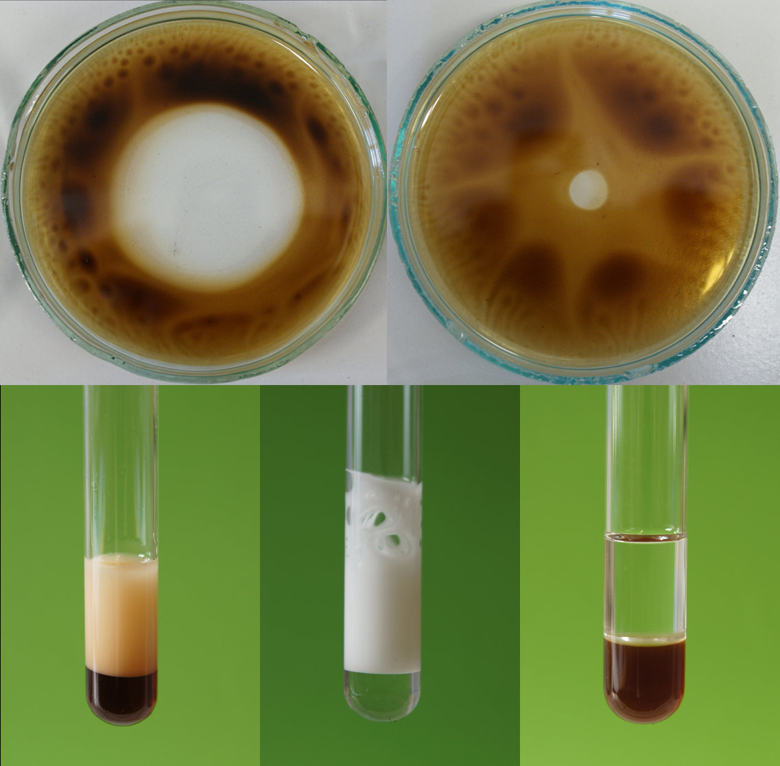 Pożyteczne bakterie