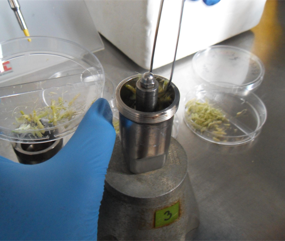 Jak przyspieszyć hodowlę nowych odmian jęczmienia?