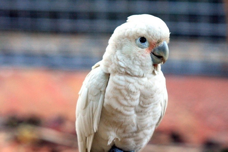 Dzikie kakadu wytwarzają sztućce