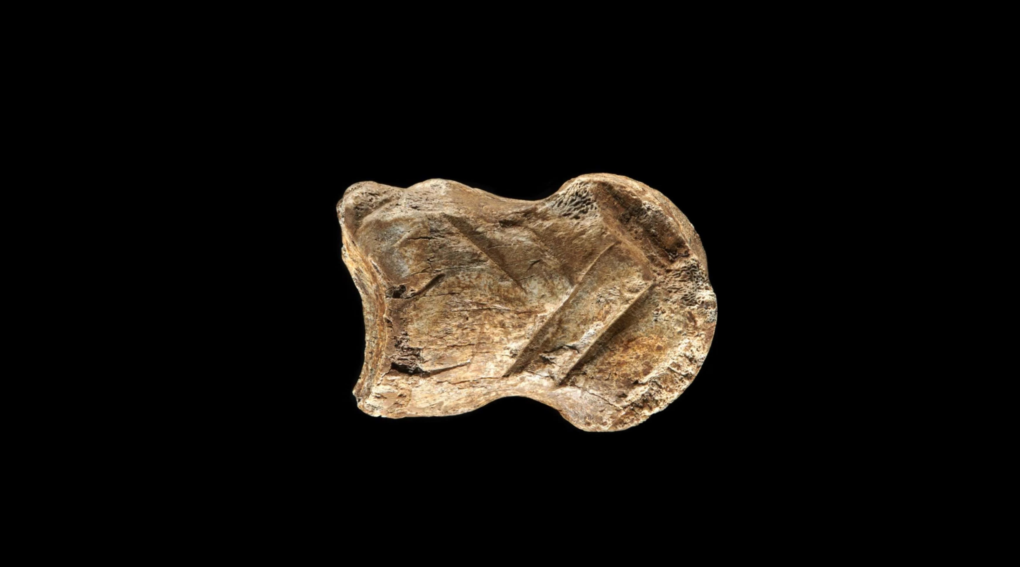 Źródło: fragment grafiki zawartej w publikacji źródłowej w "Nature ecology & evolution"