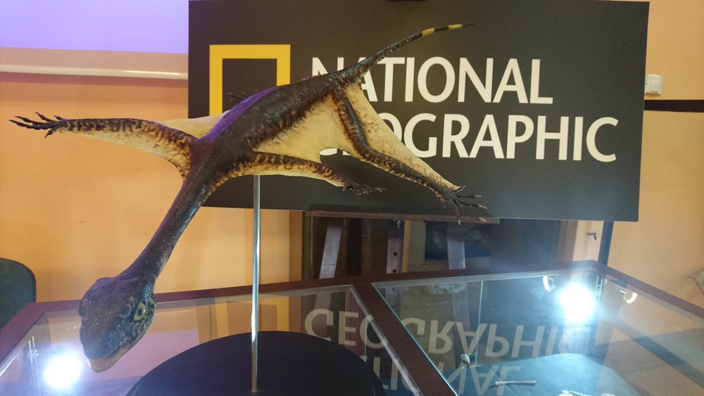 Niezwykły gad szybujący odkryty w Krasiejowie