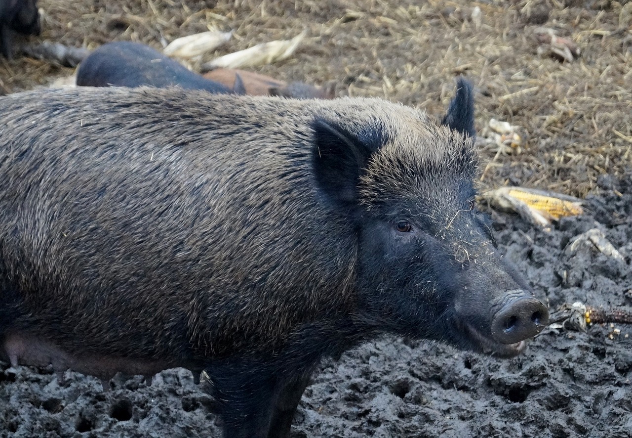 Nieoczekiwani goście