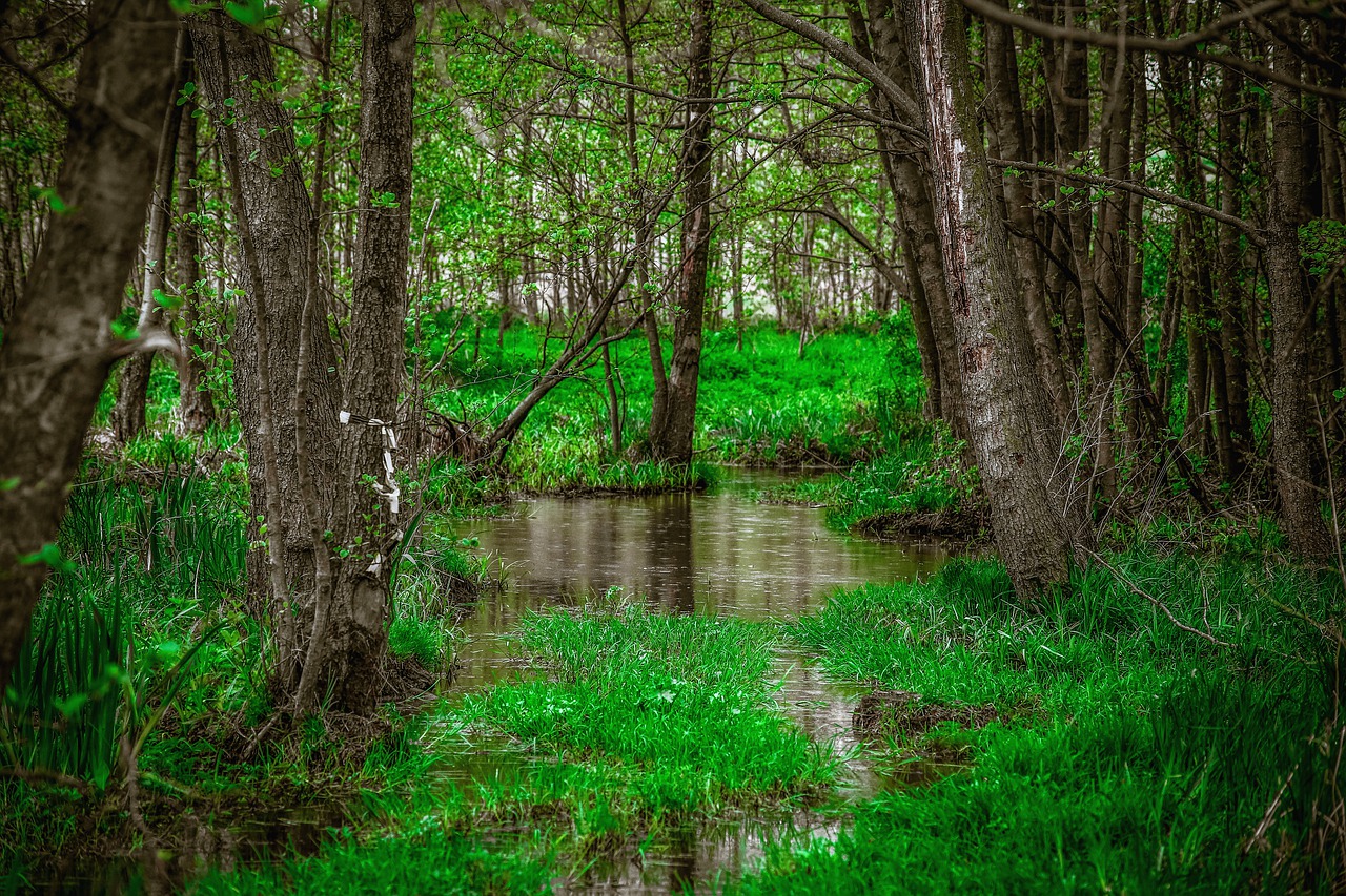 Światowy Dzień Mokradeł