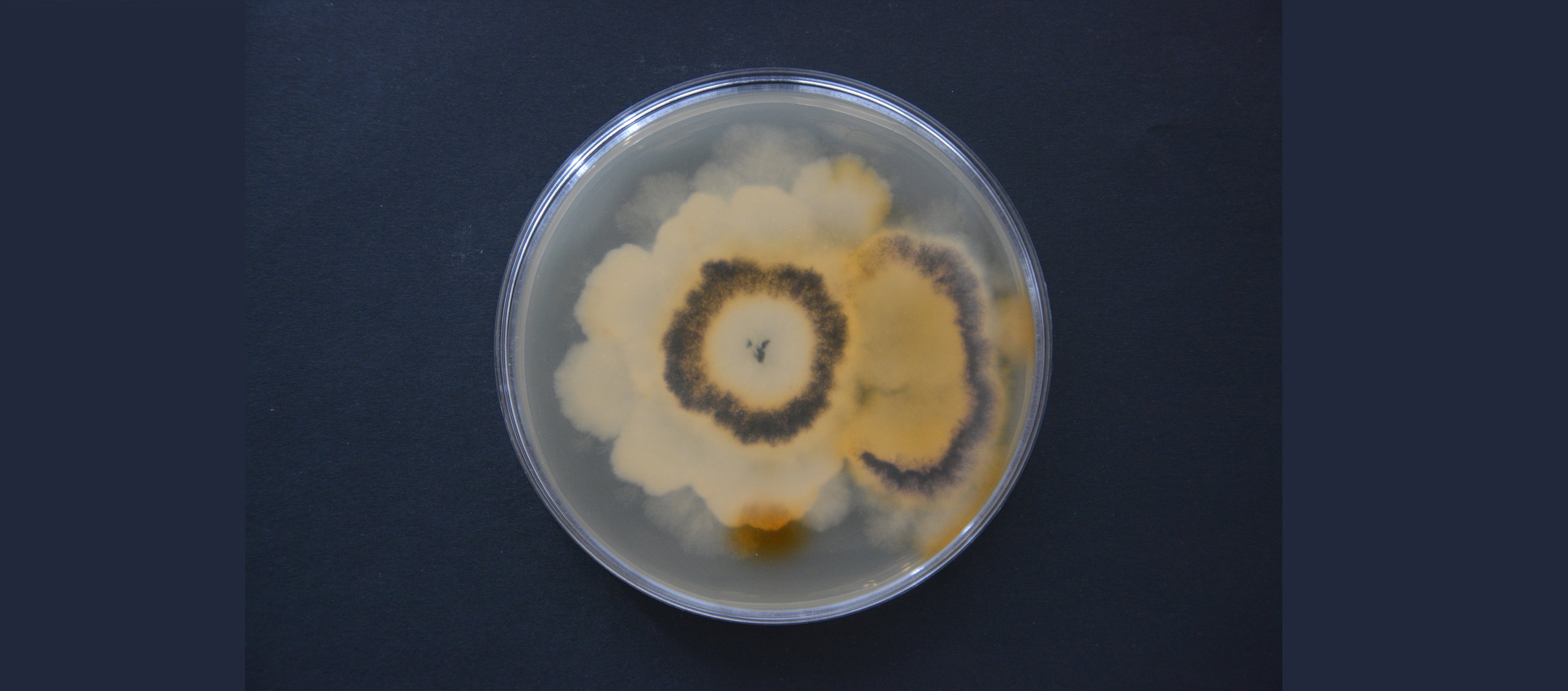 Grzyby w walce ze szkodliwymi substancjami