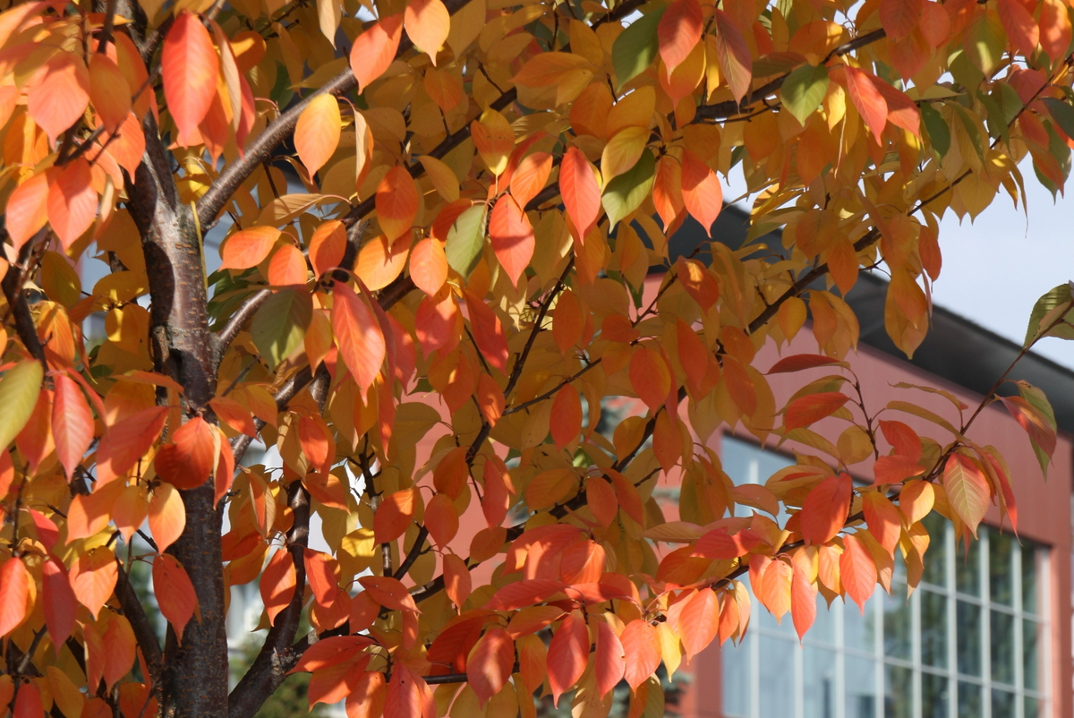Chemia kryjąca się za kolorami jesiennych liści