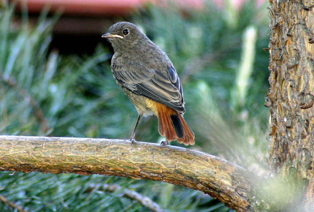 Międzynarodowy Dzień Ptaków