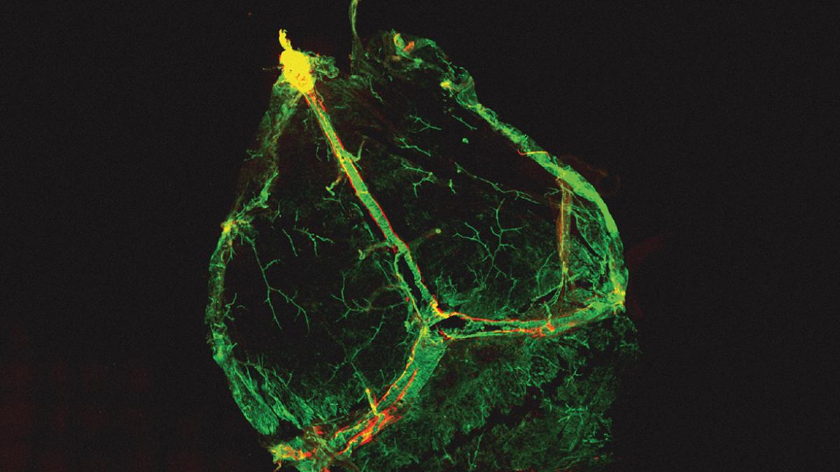 Układ immunologiczny może wpływać na centralny ośrodek nerwowy