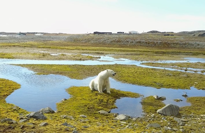 50. wyprawa polarna Uniwersytetu Śląskiego