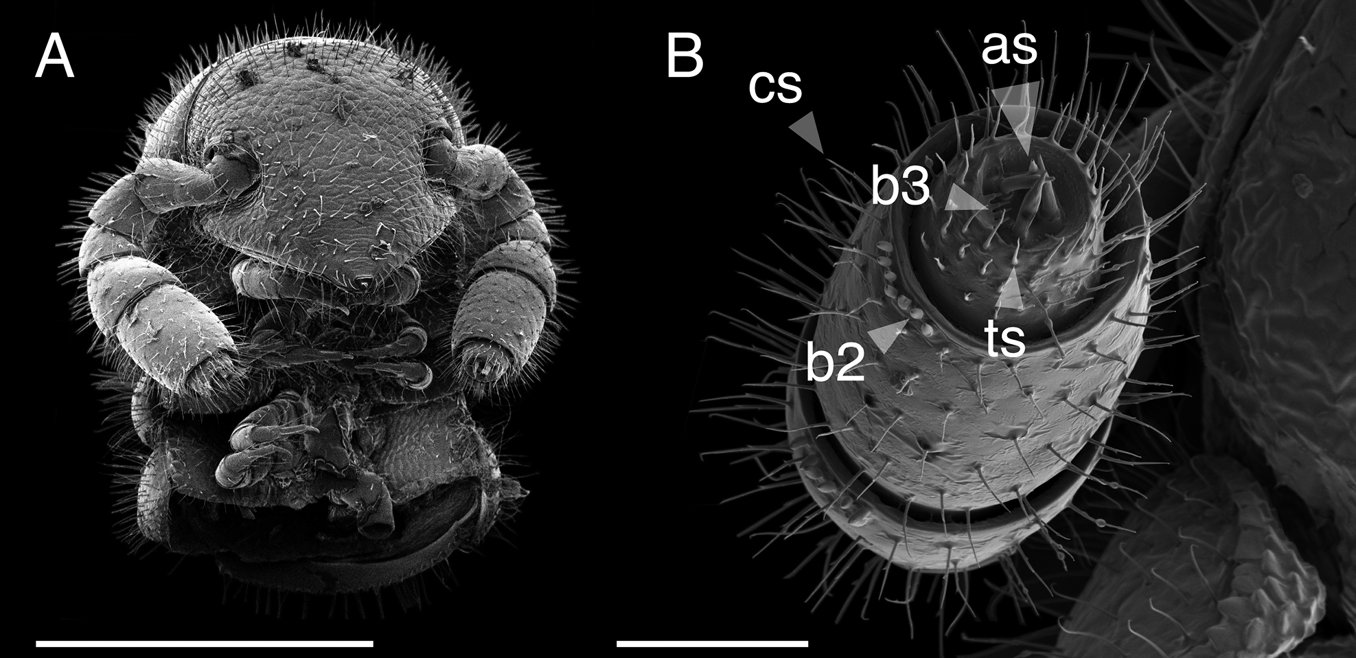 Illacme socal – krocionóg o 486 odnóżach