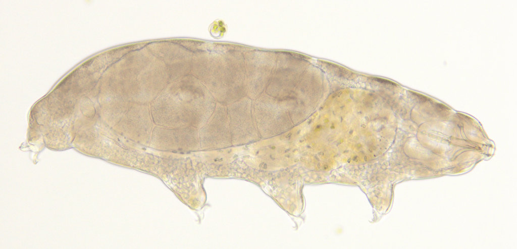 Superbohaterowie i śpiące królewny