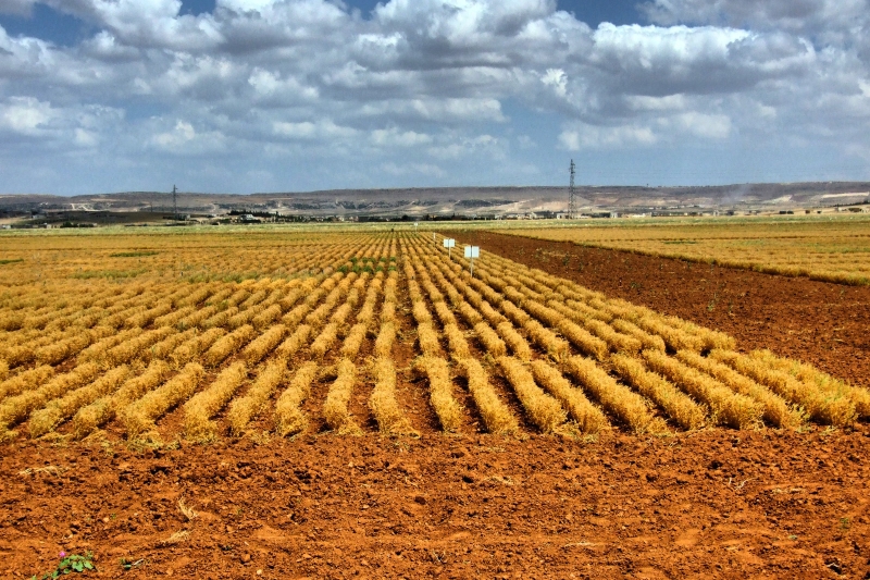 W roślinach tkwi sposób na zahamowanie zmian klimatu