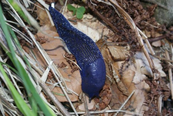 pomrow blekitny fot. archiwum prywatne prof. j. nycza 600x402