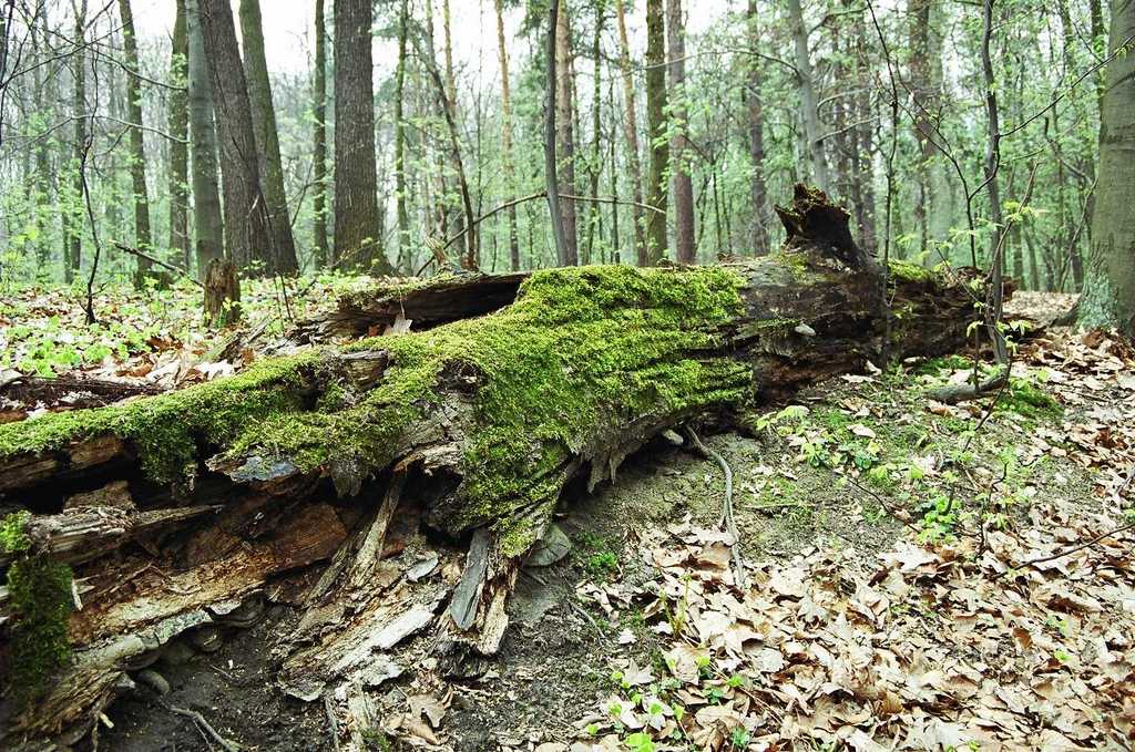 Powierzchnia badawcza na terenie rezerwatu „Las Murckowski”