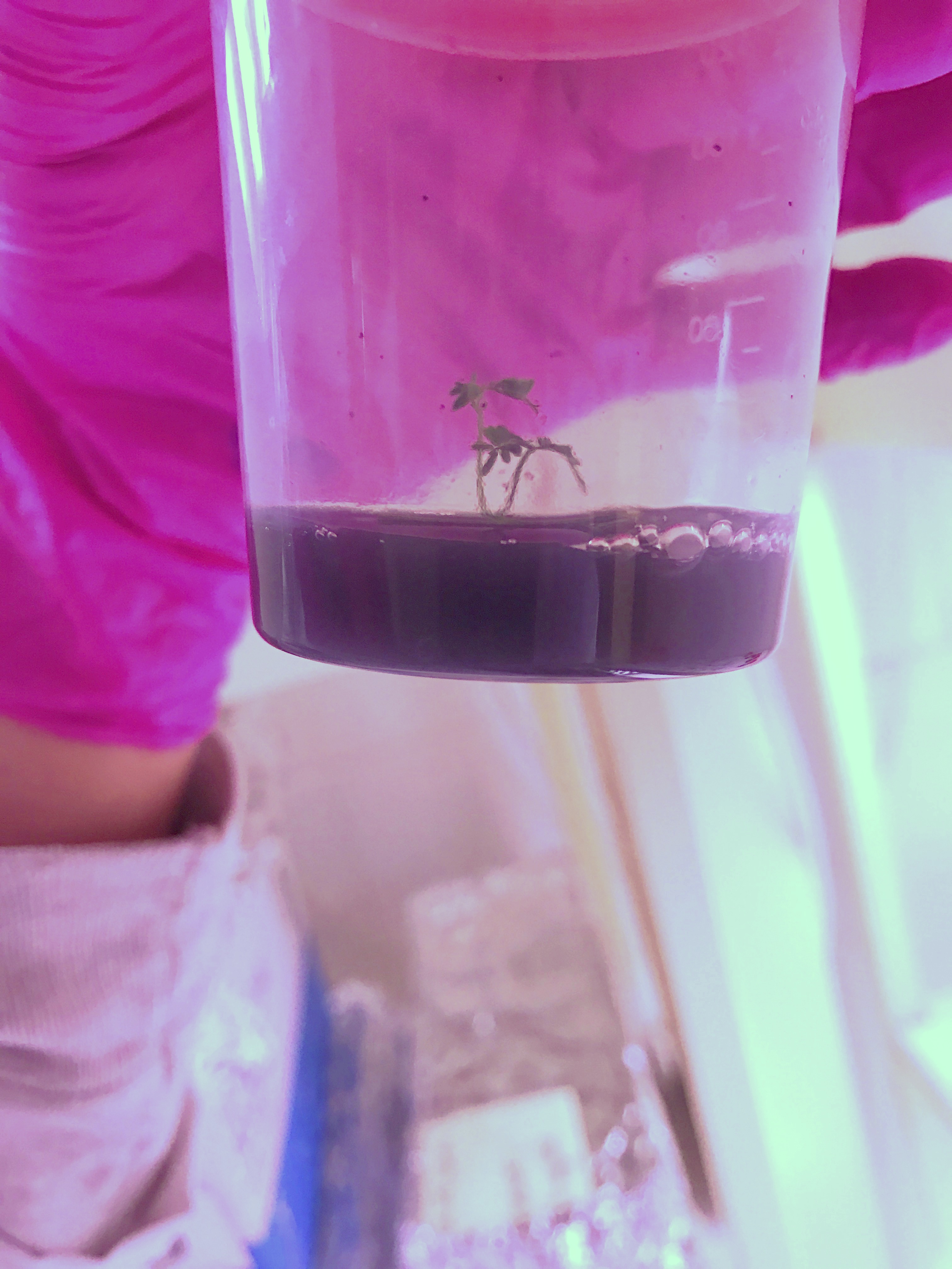 Projekt „Jungle Fever”