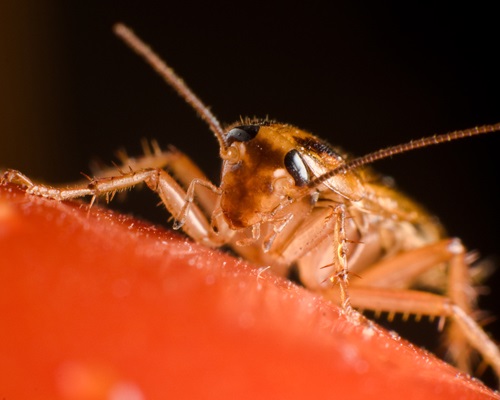 Karaczan prusak na pomidorze