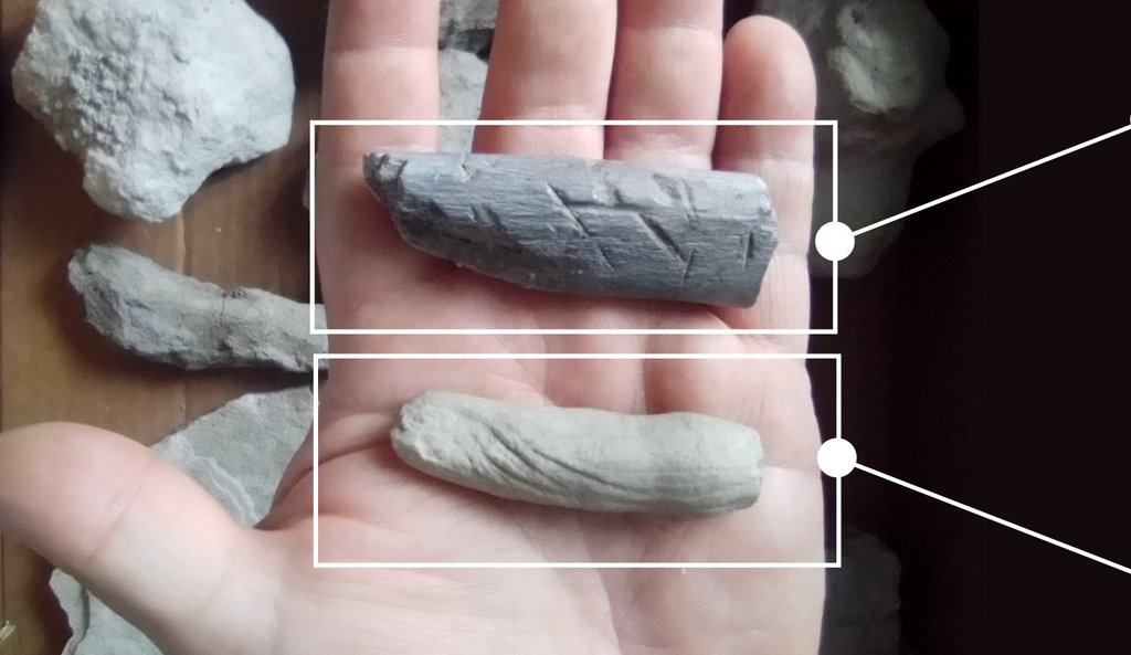 Ślady aktywności zwierząt kopalnych