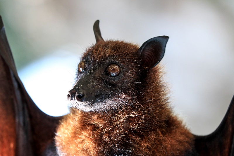 Nietoperze gaworzą jak niemowlęta