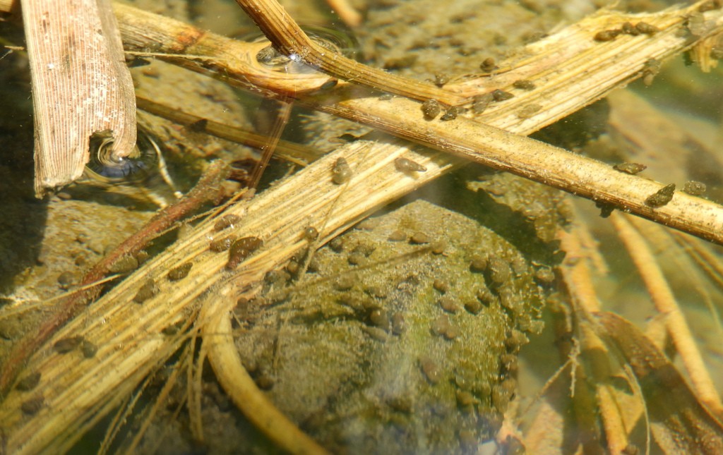 Podążamy drogą biologicznej zagłady