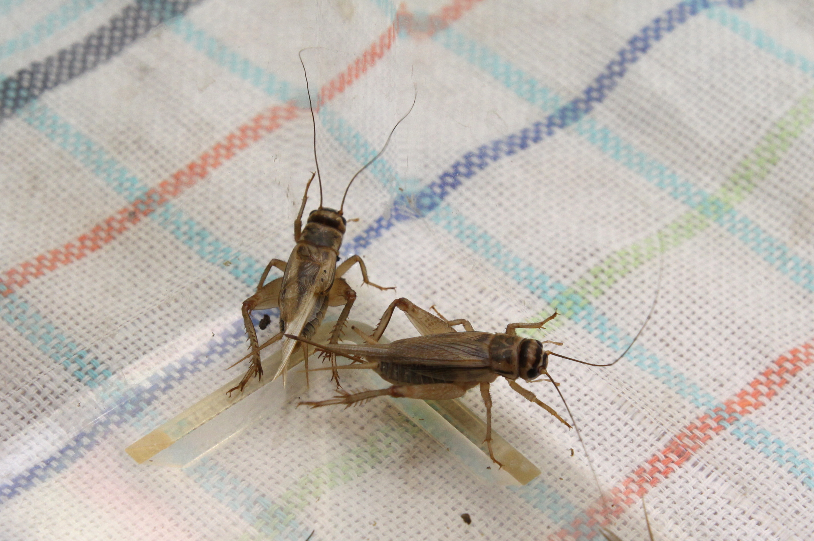 Oko w oko ze świerszczem