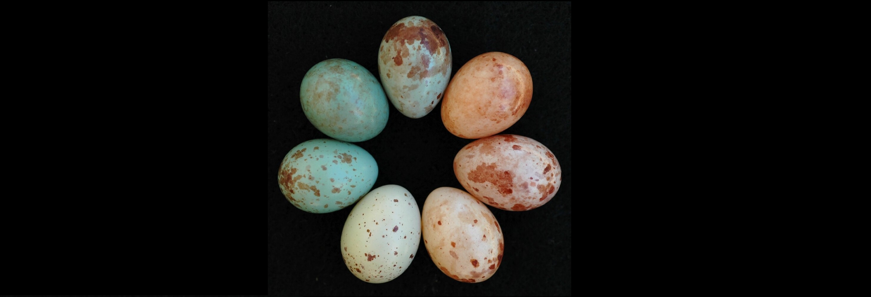 Oszustwa afrykańskiej kukułki