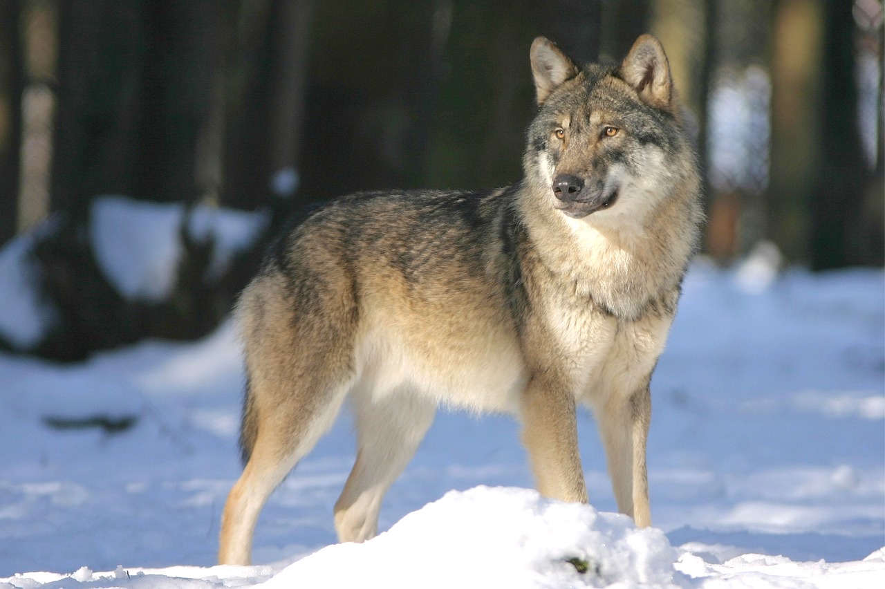 Przyjaźń od ponad 30 tys. lat