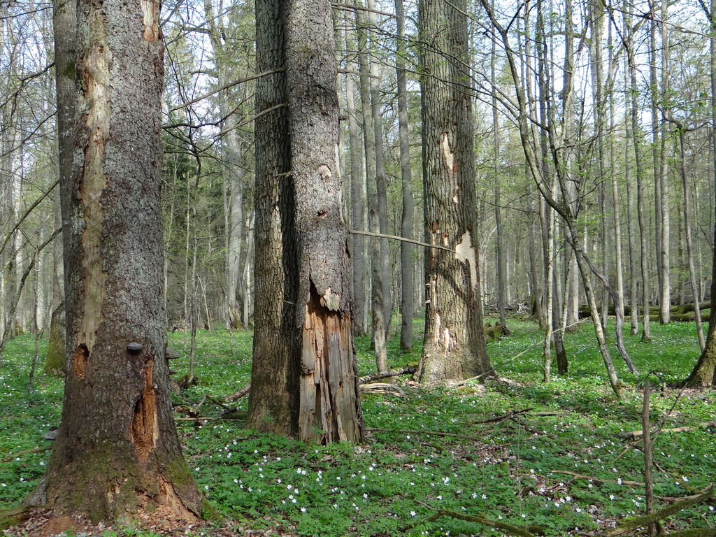 Biolodzy w obronie Puszczy Białowieskiej