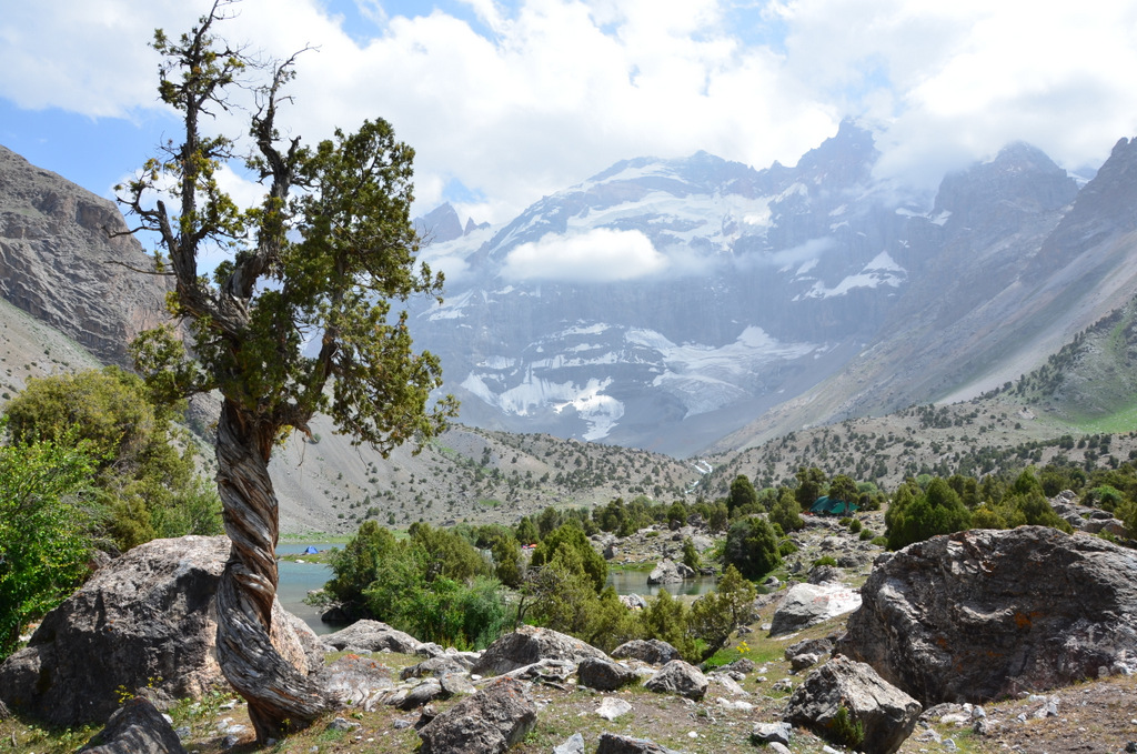 Tysiącletnie drzewa Tadżykistanu