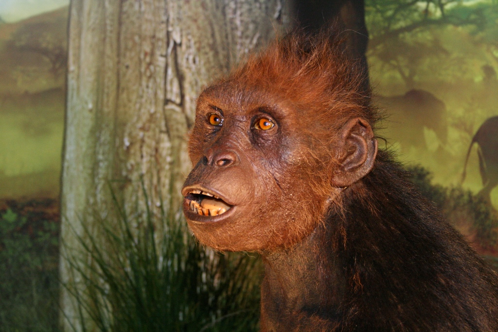 Rekonstrukcja Sahelanthropus tchadensis w Muzeum Nauk o Ziemi Uniwersytetu Śląskiego w Sosnowcu. Osobnik zrekonstruowany na podstawie czaszki datowanej na 6–7 mln lat temu | fot. Agnieszka Sikora