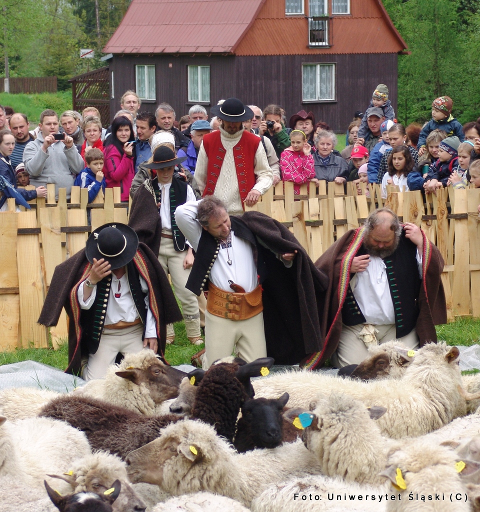 mieszanie owiec koszarzyska republika czeska 3