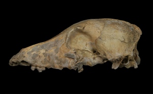 web fig3 nr cutout black